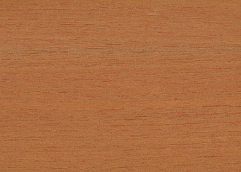Cedar - Spanish